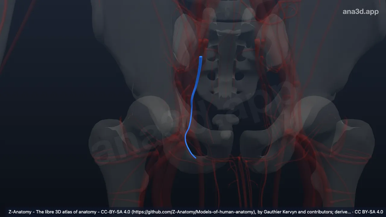 Modèle 3D : Artère pudendale interne droite