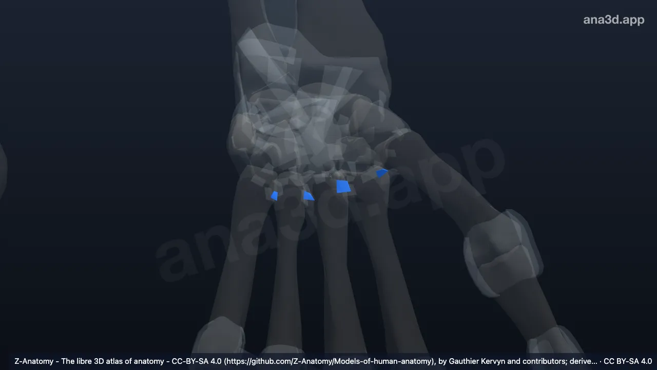 3D 模型：左掌骨骨间韧带