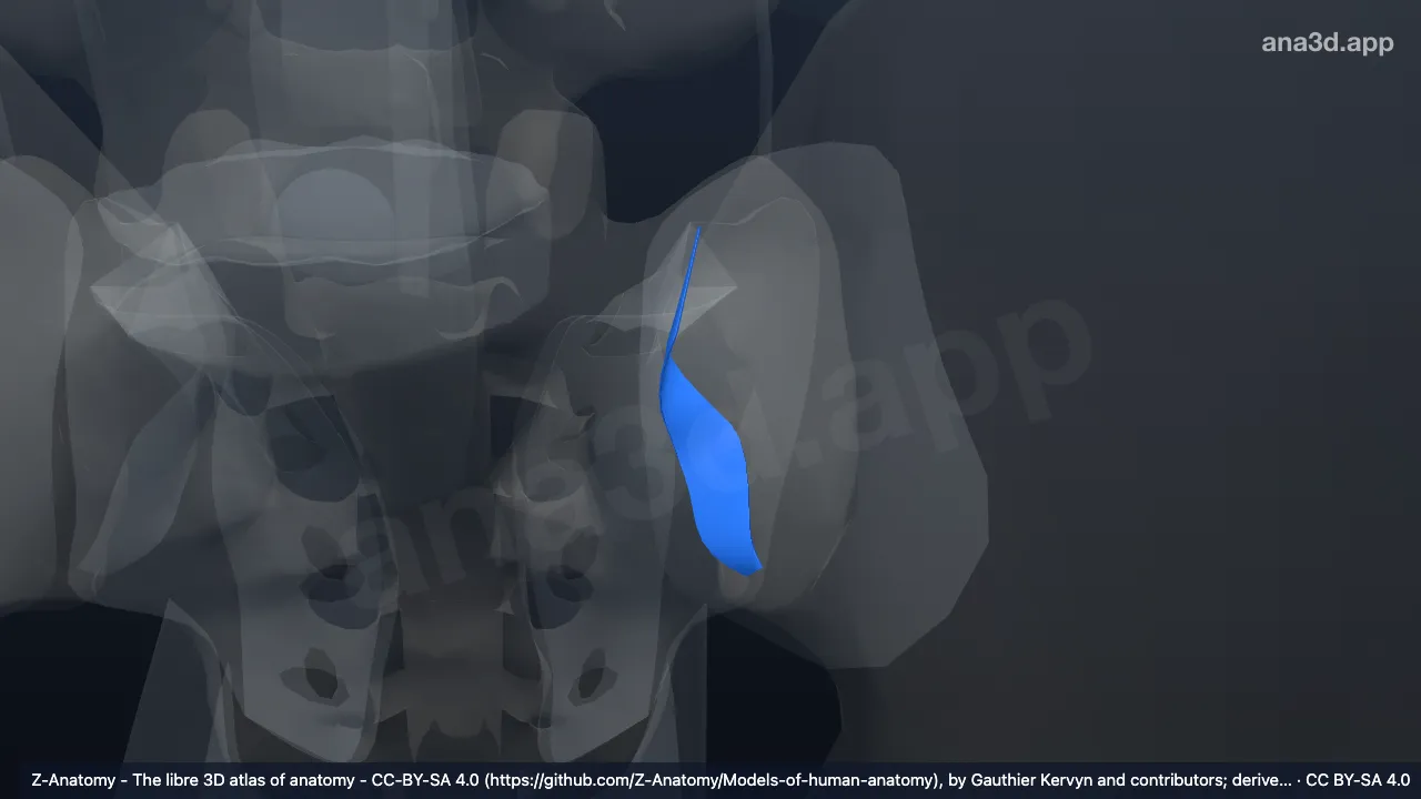 Modèle 3D : Ligament sacro-iliaque interosseux gauche