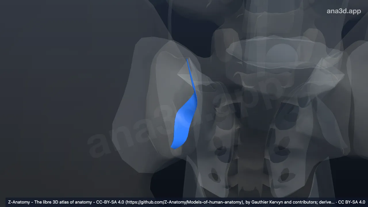 Modelo 3D: Ligamento sacro-ilíaco interósseo direito