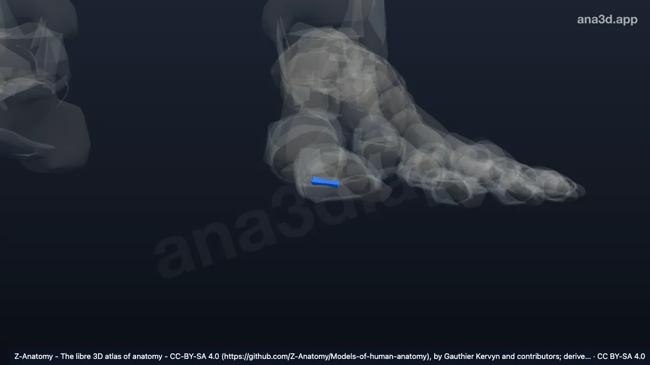Modelo 3D: Ligamento interesamóide esquerdo