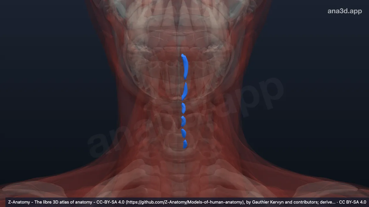 3D-Modell: Linke Musculi interspinales cervicis