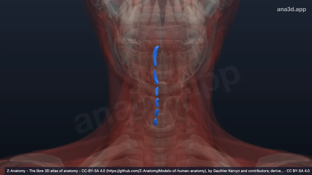 3D-Modell: Rechte Musculi interspinales cervicis