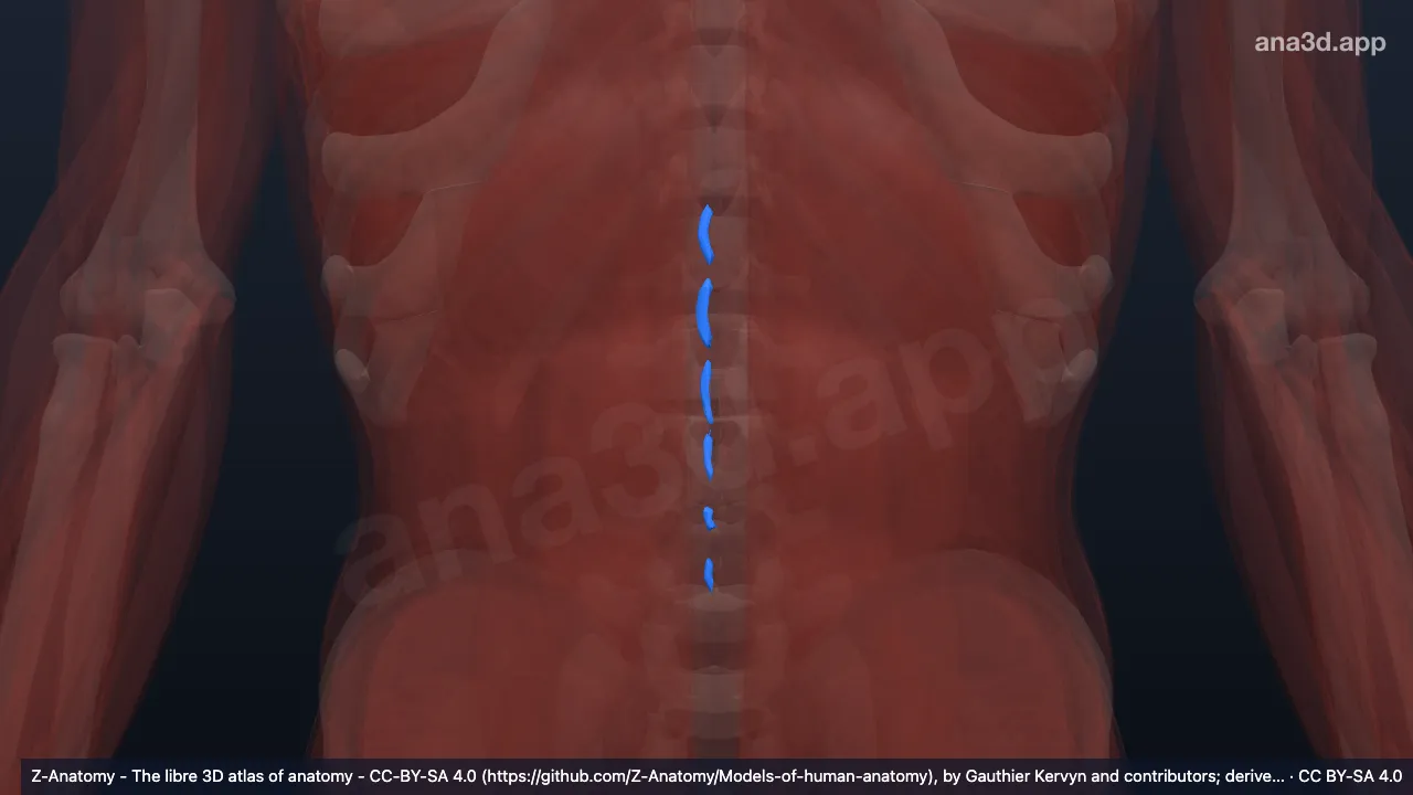 3D 模型：右腰棘间肌