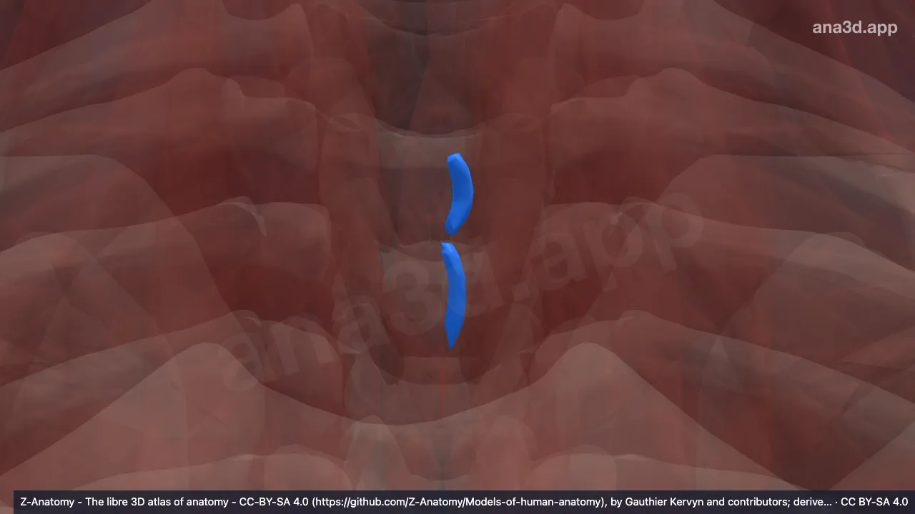 3D model: left interspinales thoracis muscles