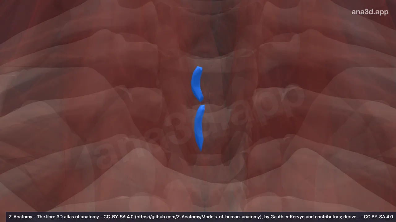 3D model: right interspinales thoracis muscles