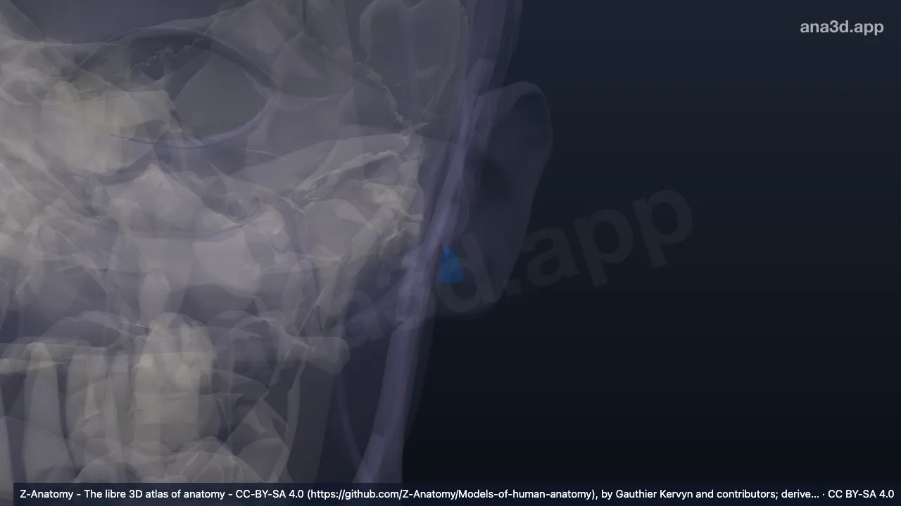 3D-Modell: Linke Incisura intertragica