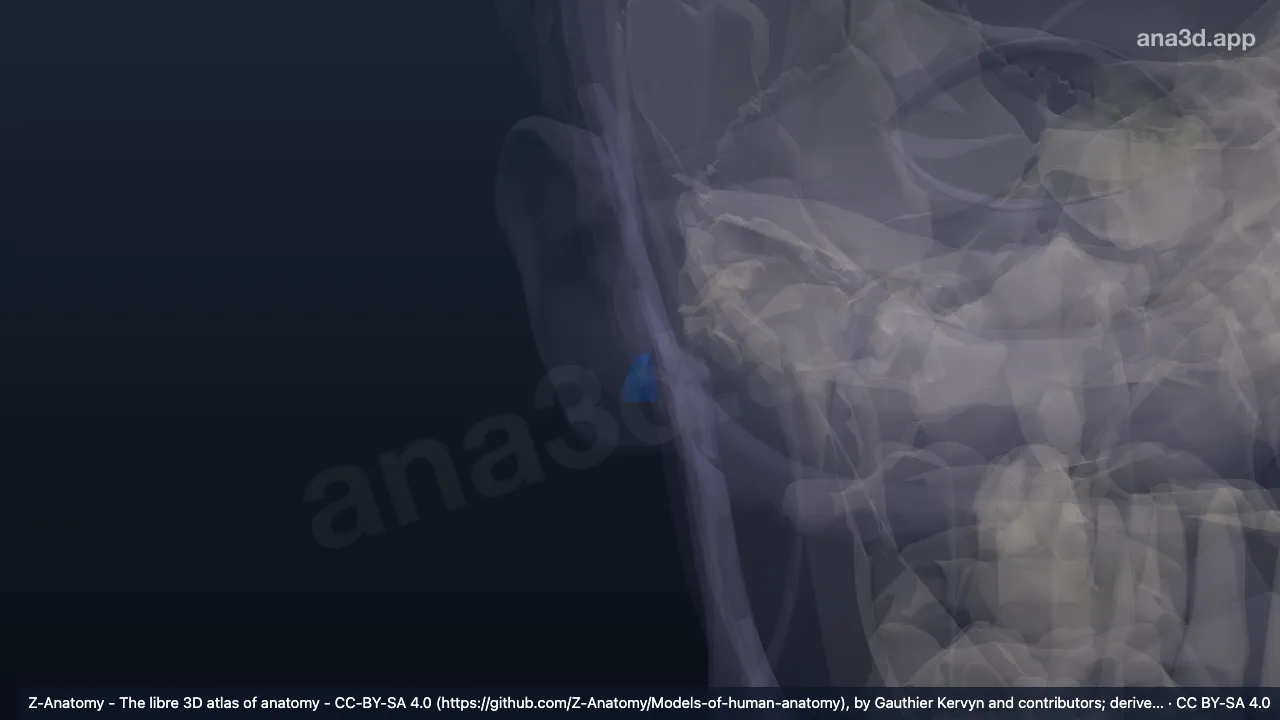 Modelo 3D: Incisura intertrágica derecha