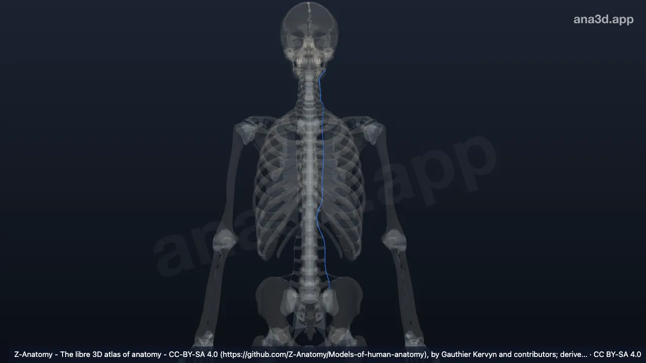 Modèle 3D : Ligaments intertransversaires gauches