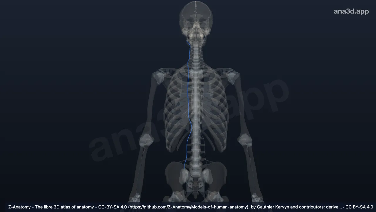 3D-Modell: Rechte Ligamenta intertransversaria