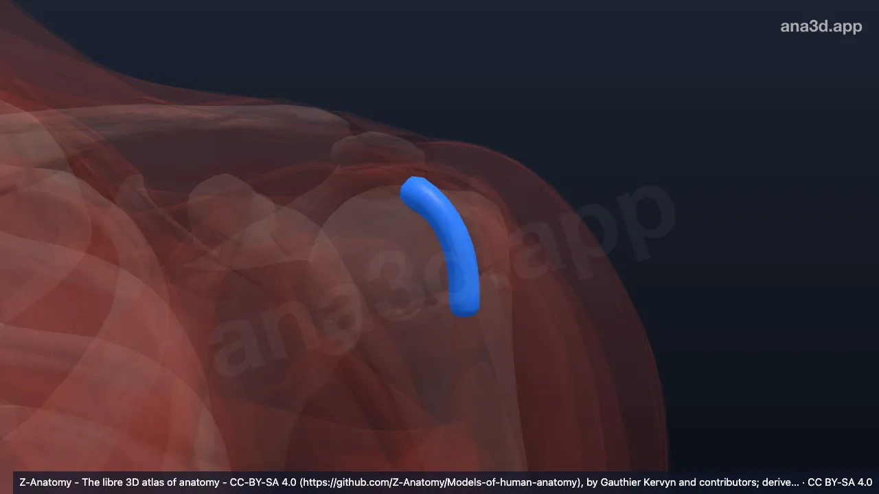 3D-Modell: Linke Vagina tendinis intertubercularis