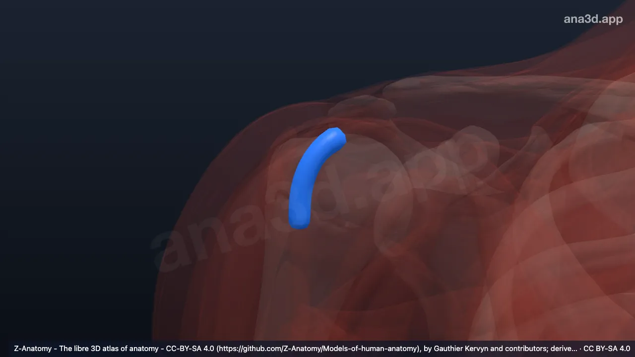 3D model: right intertubercular tendon sheath