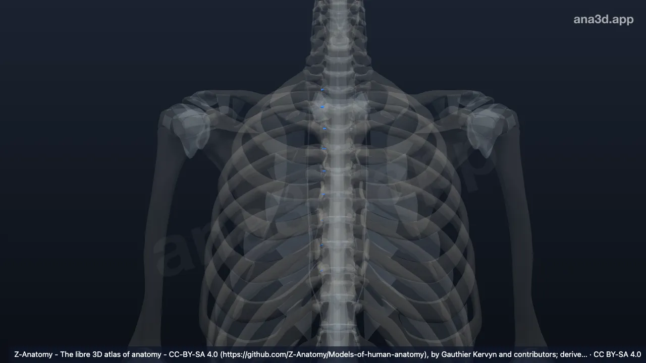 Modelo 3D: Ligamento intra-articular da cabeça da costela direita