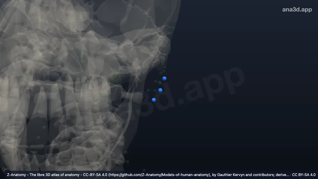 3D 模型：左腮腺内淋巴结