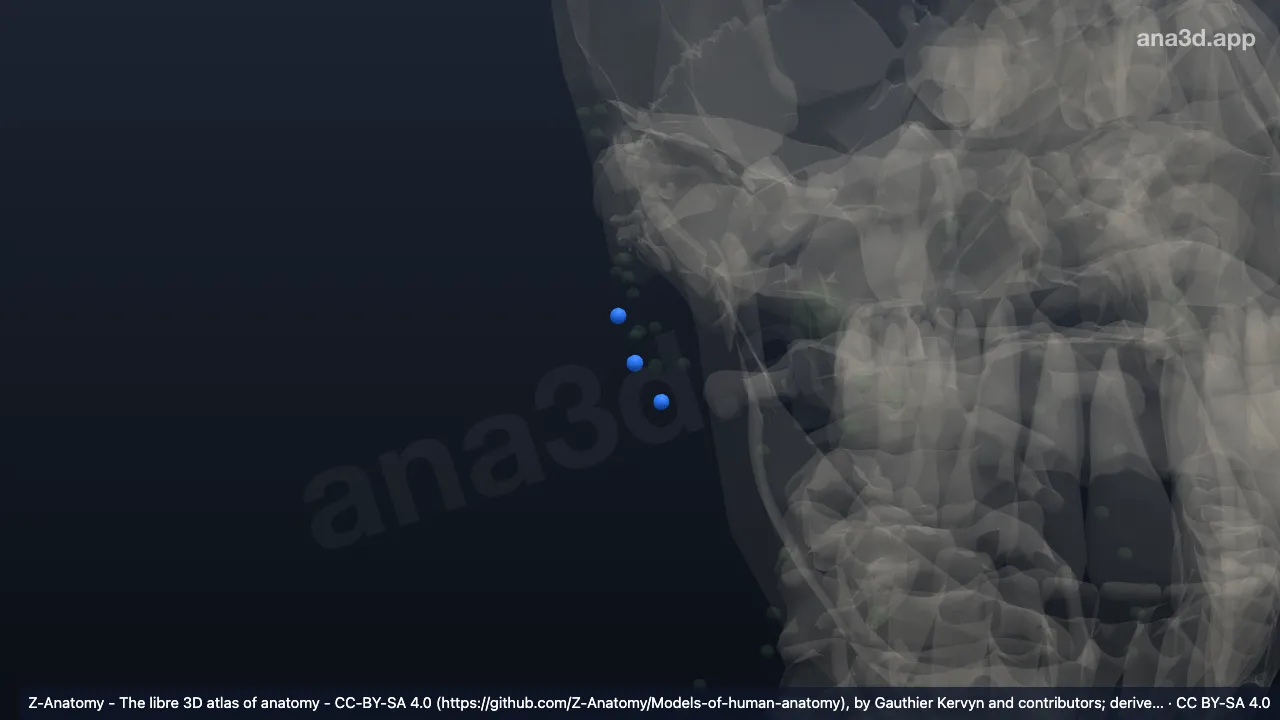 3D 模型：右腮腺内淋巴结