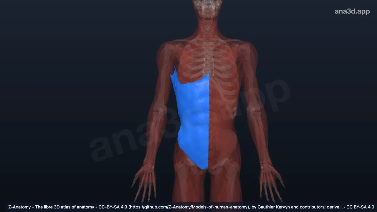3D-Modell: Rechte Fascia investiens abdominis