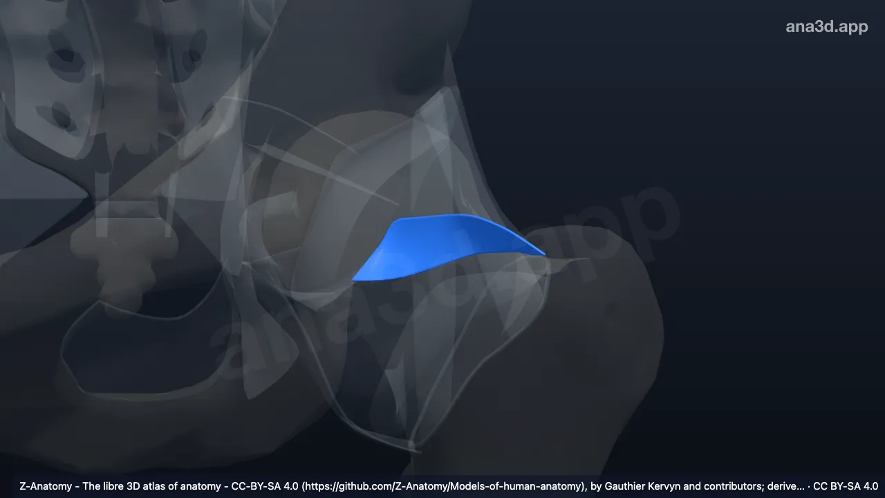 3D model: left ischiofemoral ligament