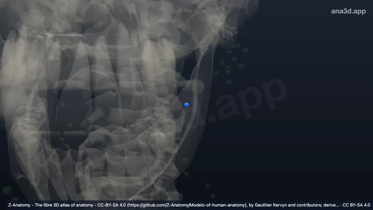 3D-Modell: Linker Nodus lymphoideus jugulodigastricus