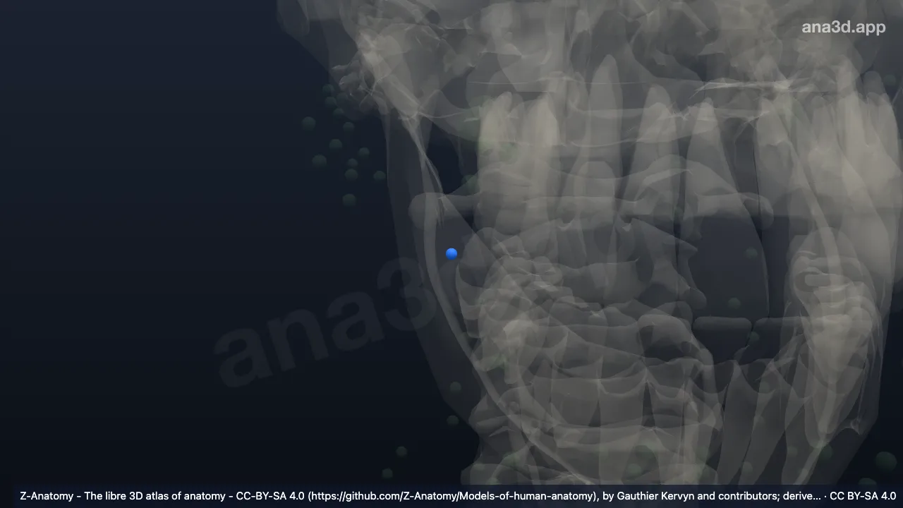 3Dモデル：右頸静脈二腹筋リンパ節