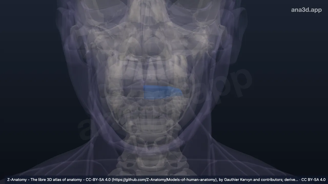 Model 3D: Komisura labialis kiri