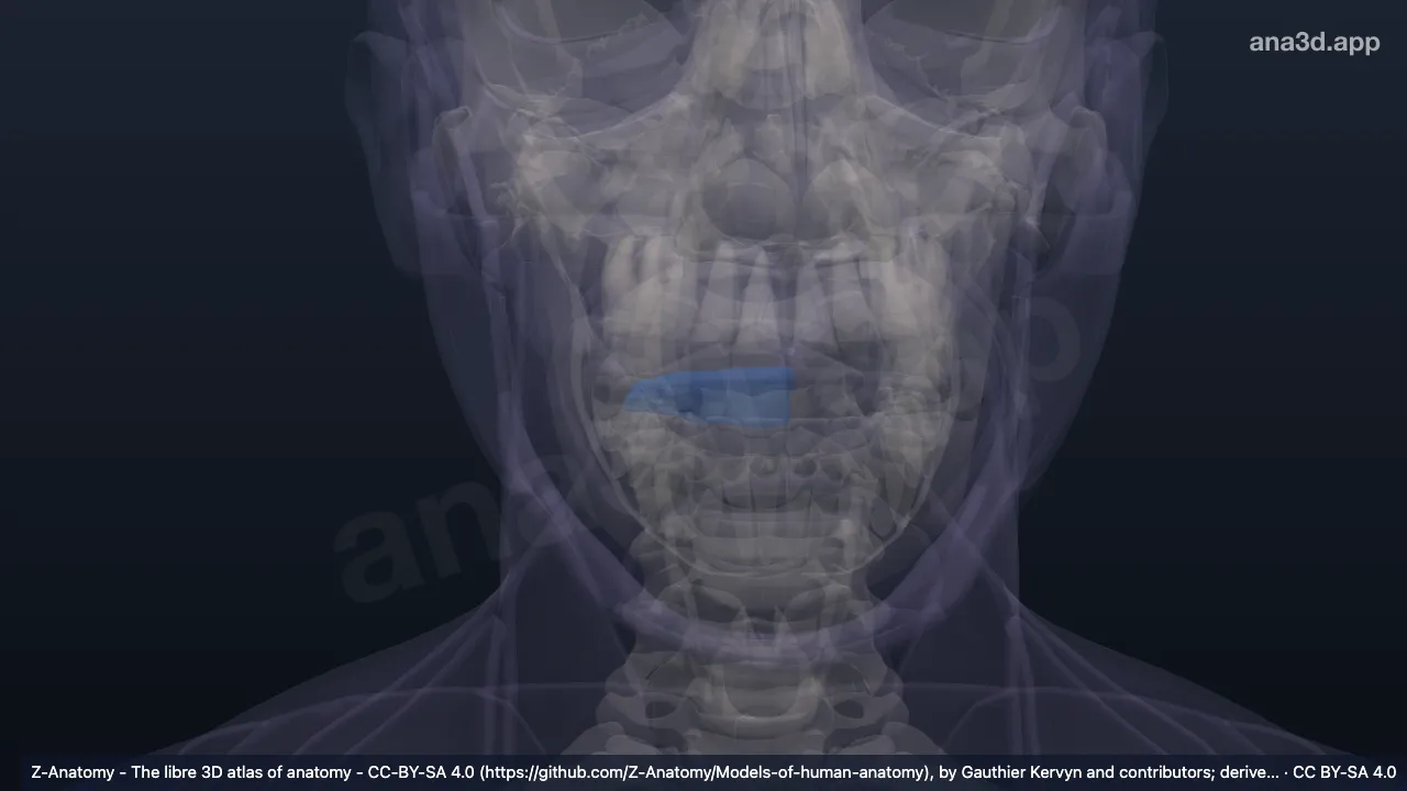 Modelo 3D: Comisura labial derecha