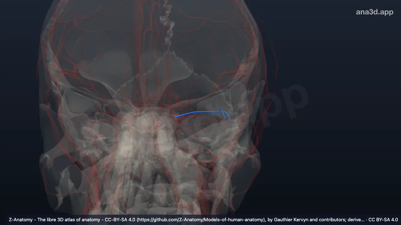 Modelo 3D: Arteria lagrimal izquierda