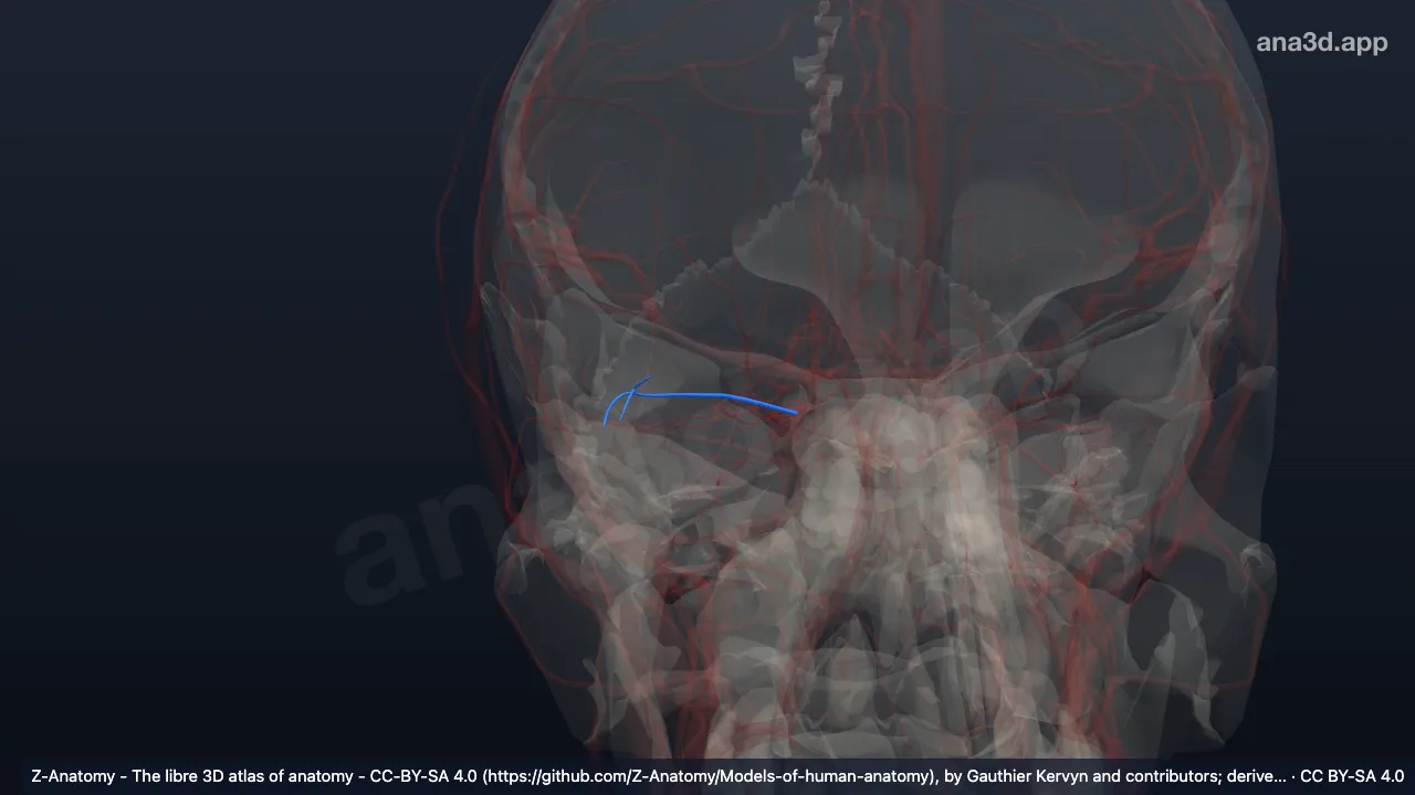 Modèle 3D : Artère lacrymale droite