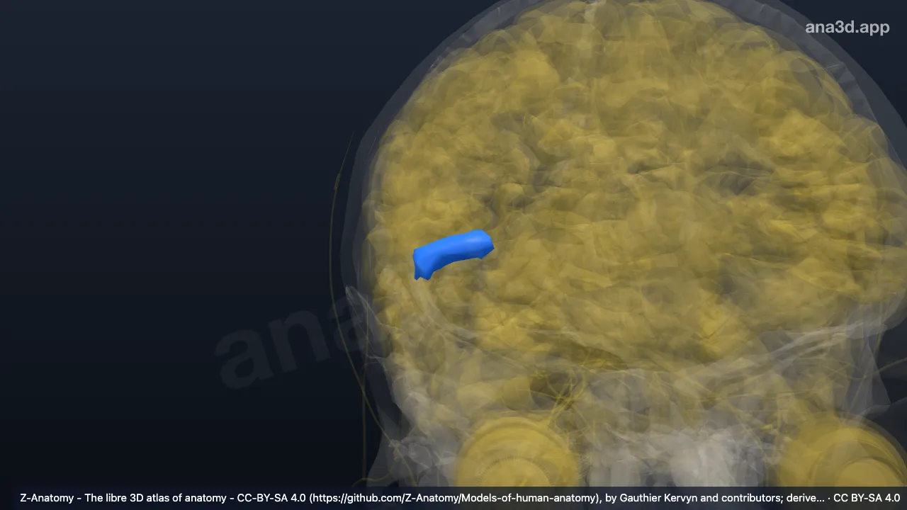 Modelo 3D: Lat_Fis-ant-Horizont derecho
