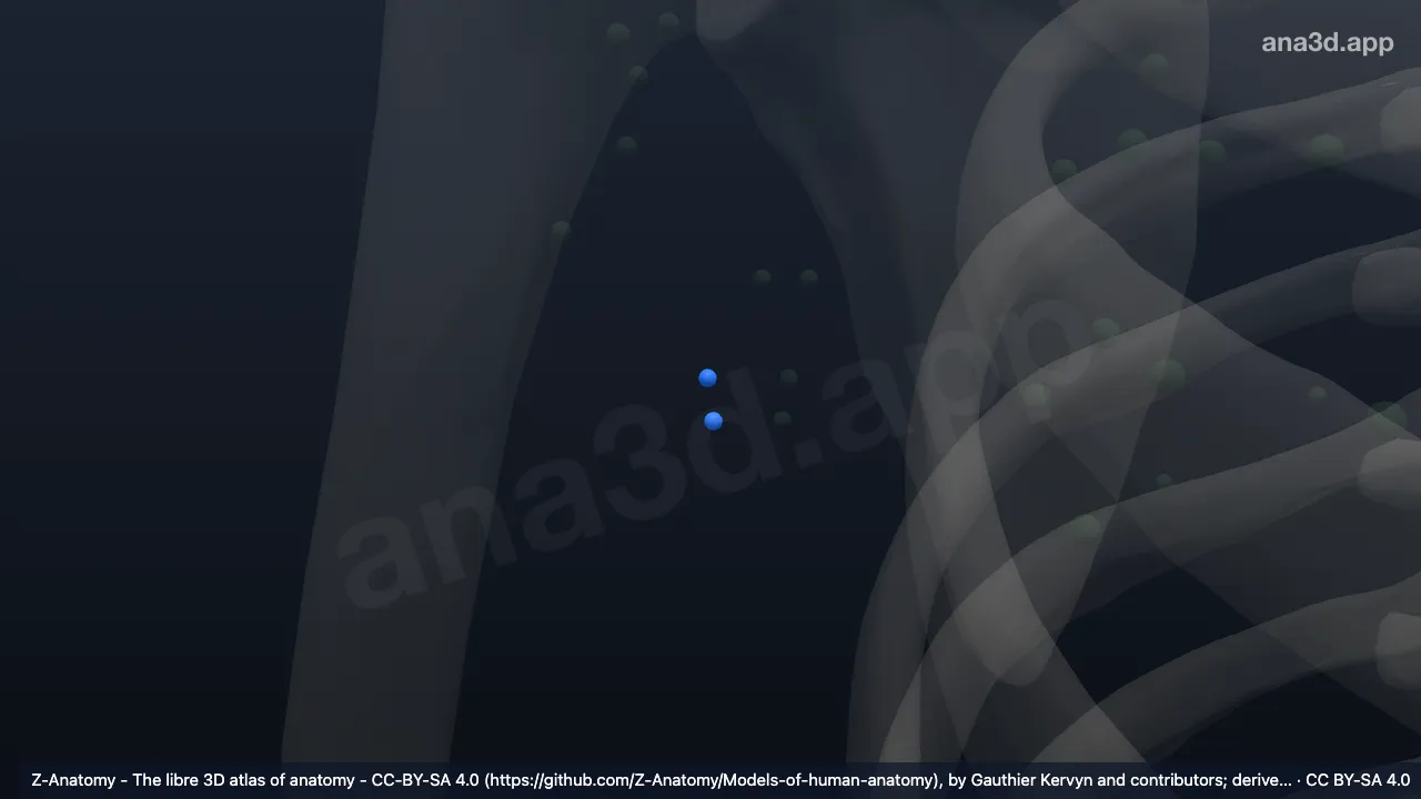 3D 模型：右腋淋巴结外侧群