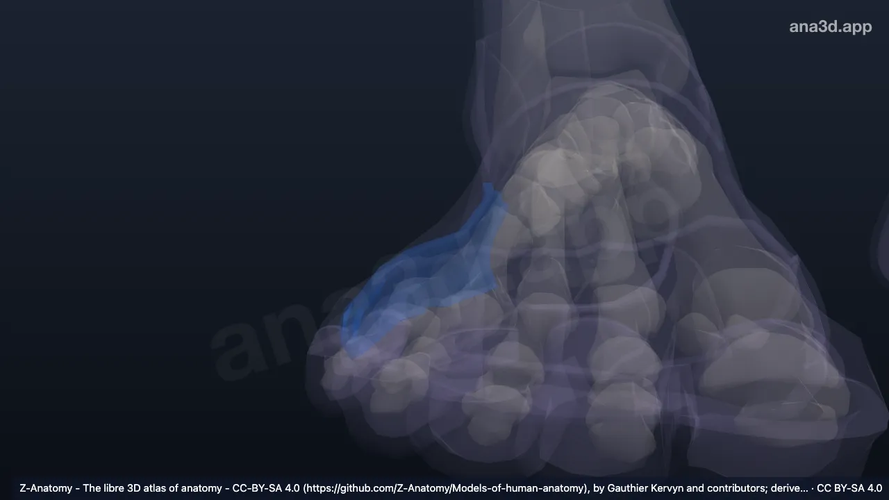 Modelo 3D: Borda lateral do pé direito