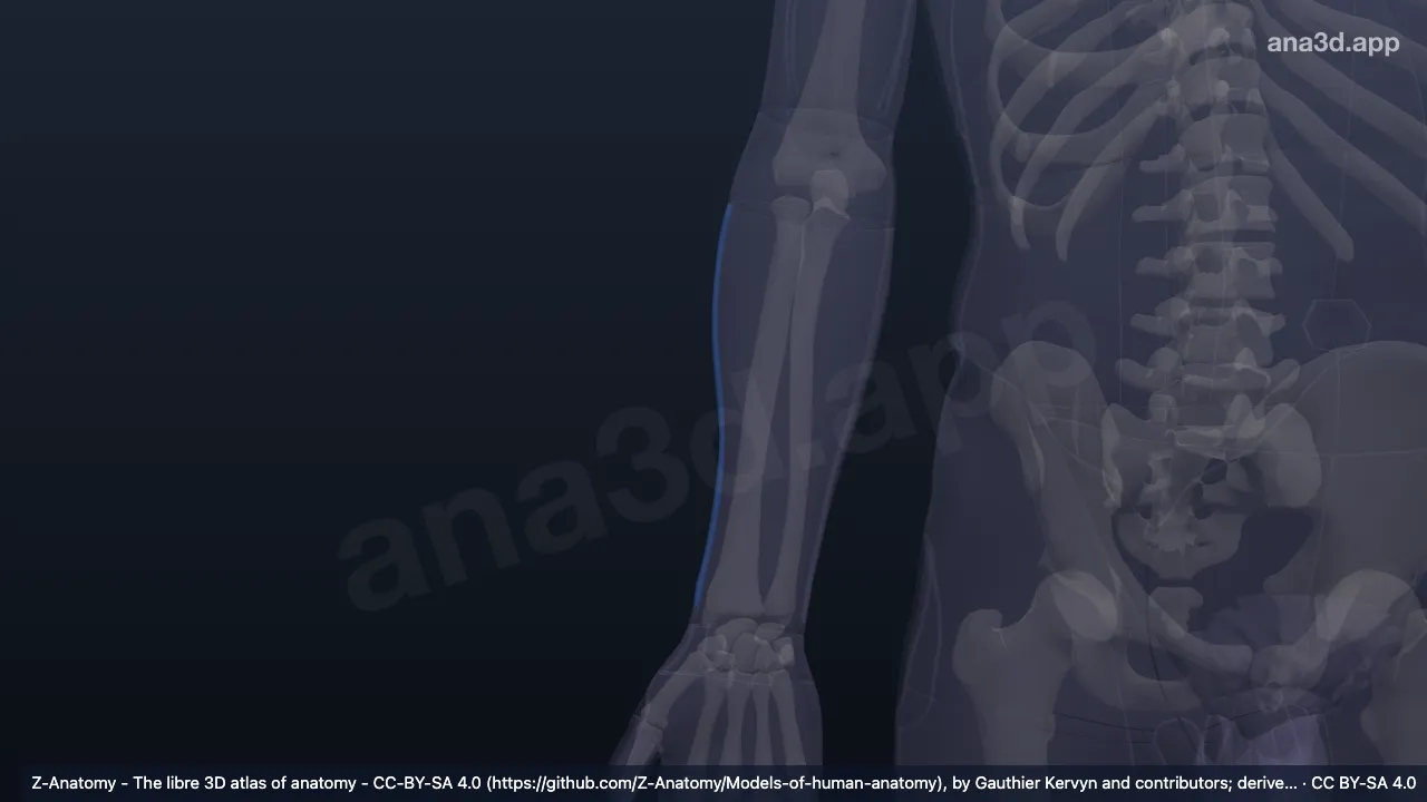 Modelo 3D: Borda lateral do antebraço direito