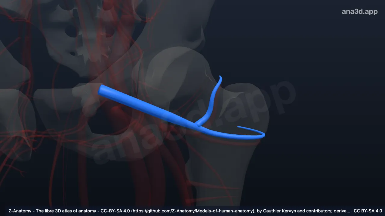 3D 모델: 왼쪽 가쪽넙다리휘돌이정맥