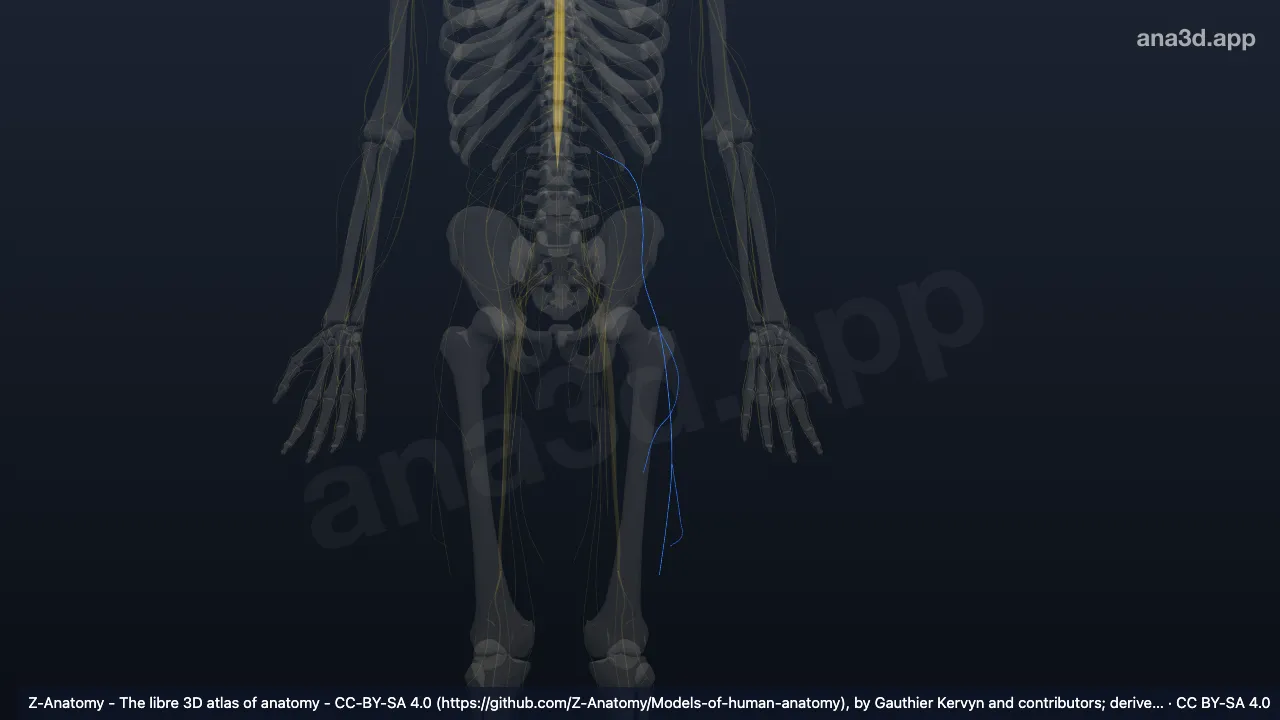 3D-Modell: Linker Nervus cutaneus femoris lateralis