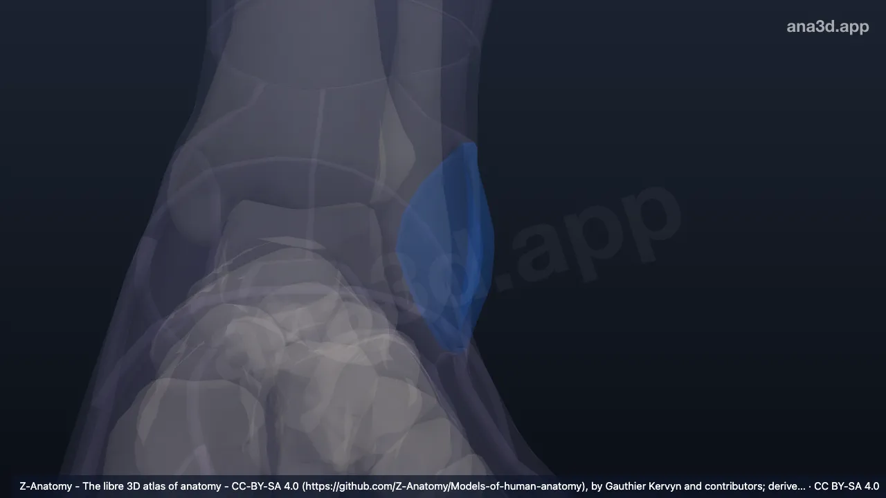 Model 3D: Maleolus lateralis kiri