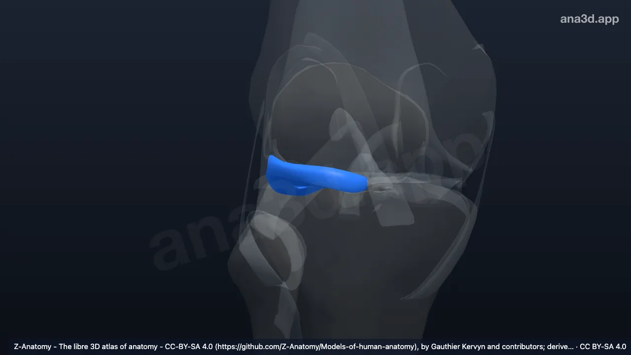 Modelo 3D: Menisco lateral direito