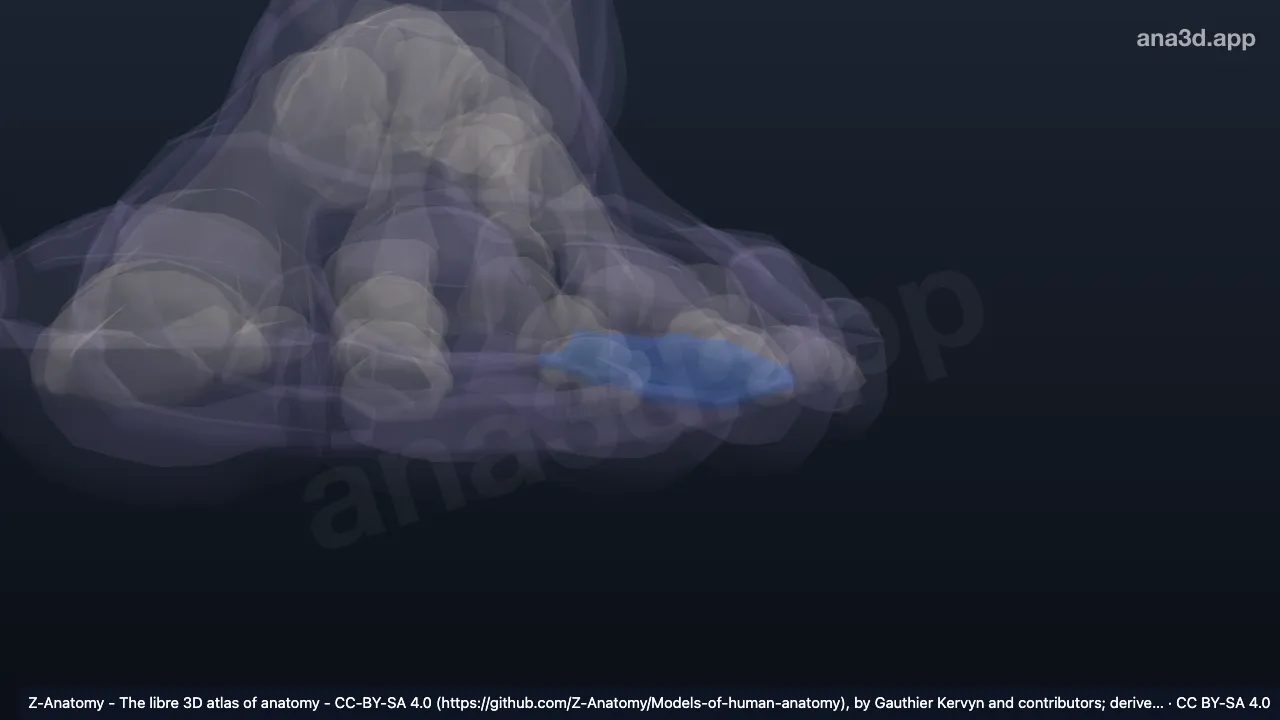 Model 3D: Bagian lateral arkus longitudinalis kaki kiri