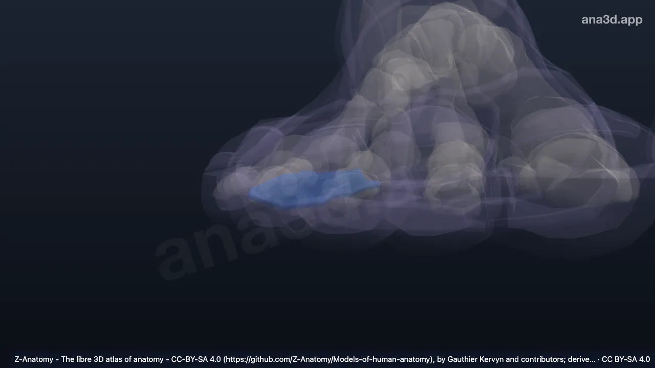 3D 模型：右足纵弓外侧部