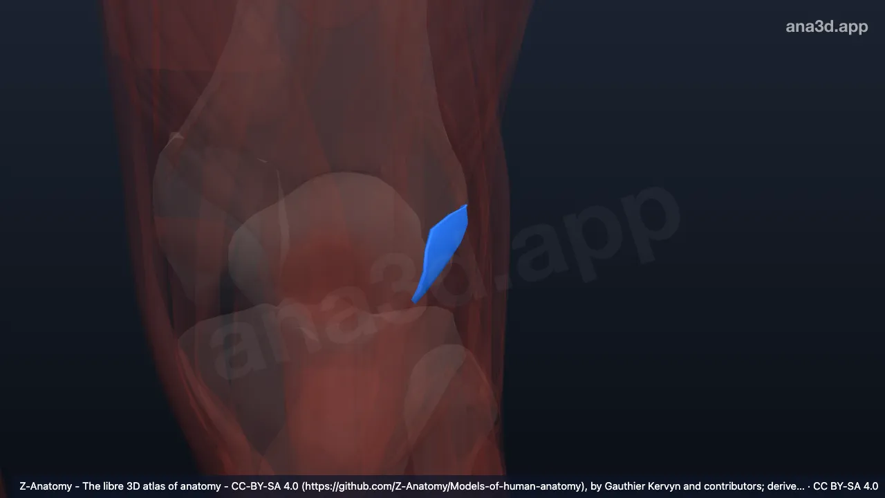 3D-Modell: Linkes Retinaculum patellae laterale