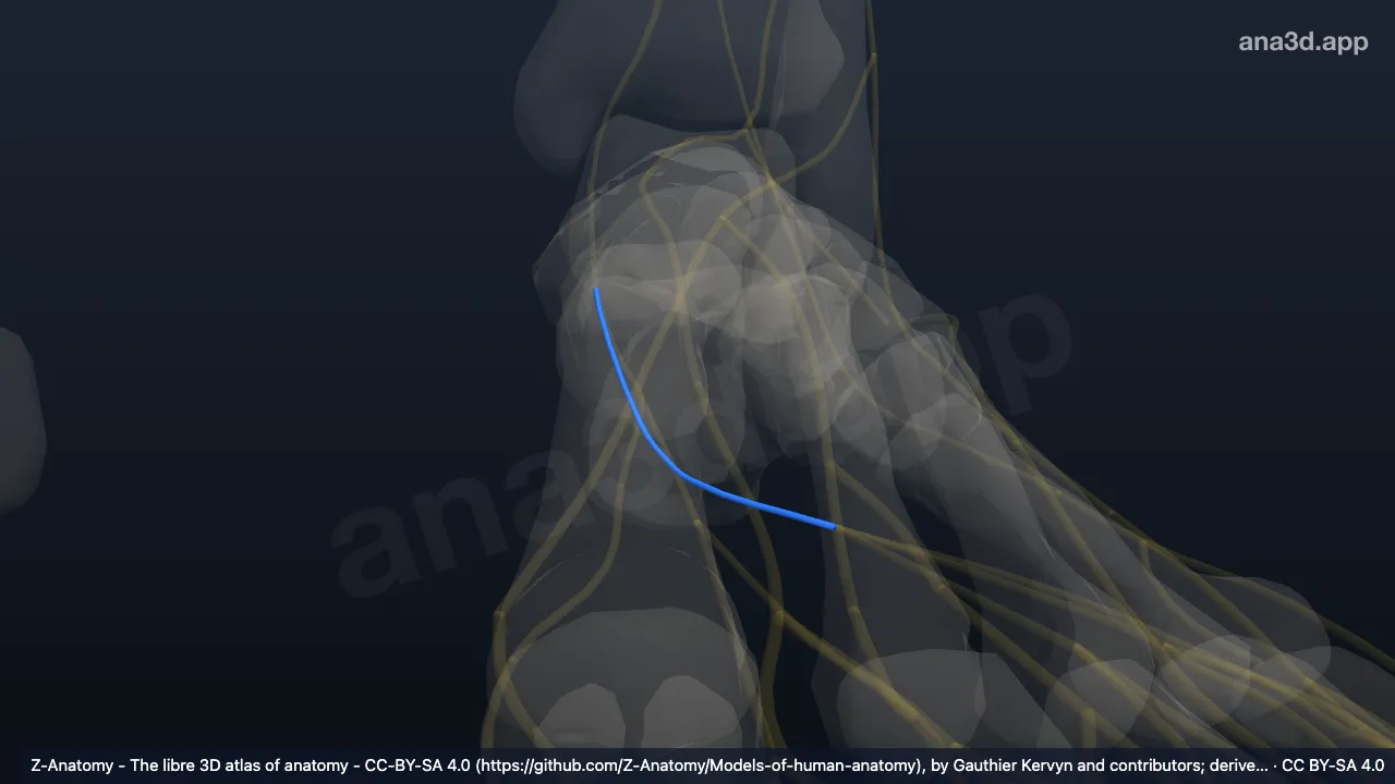 3D model: left lateral plantar nerve