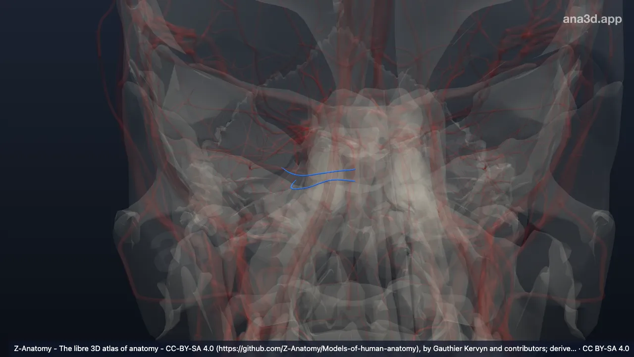 3D 模型：右基底动脉脑桥外侧支
