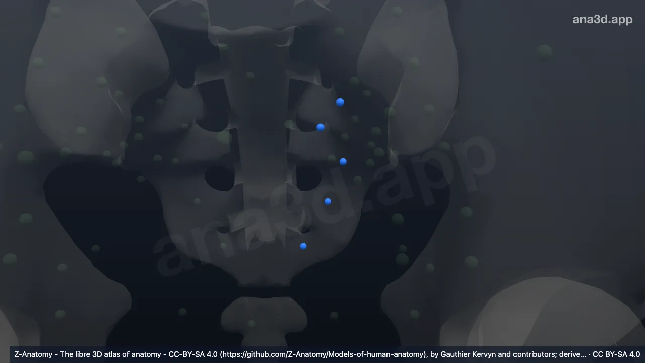3D-Modell: Linke Nodi lymphoidei sacrales laterales