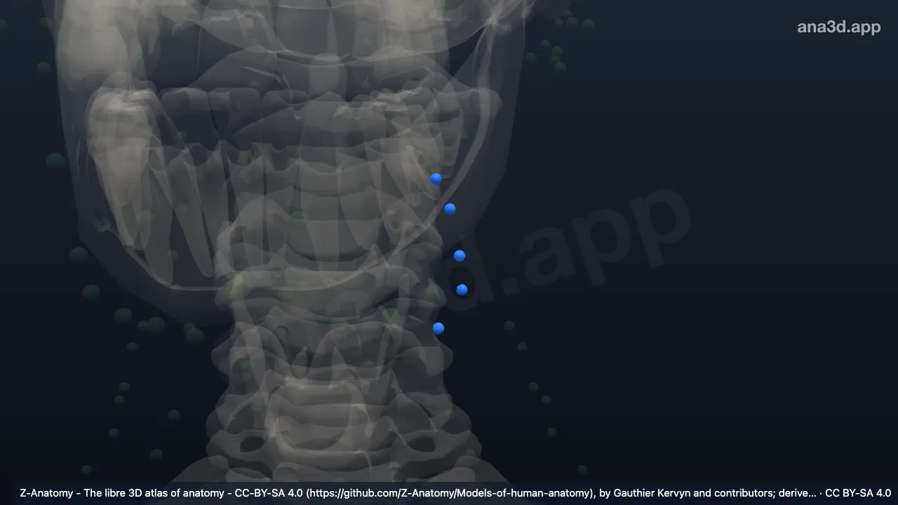 Model 3D: Kelenjar getah bening jugularis superior lateralis kiri
