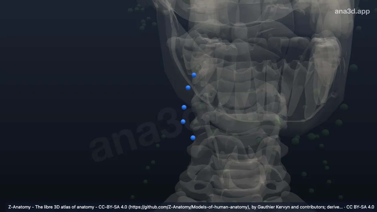 Model 3D: Kelenjar getah bening jugularis superior lateralis kanan