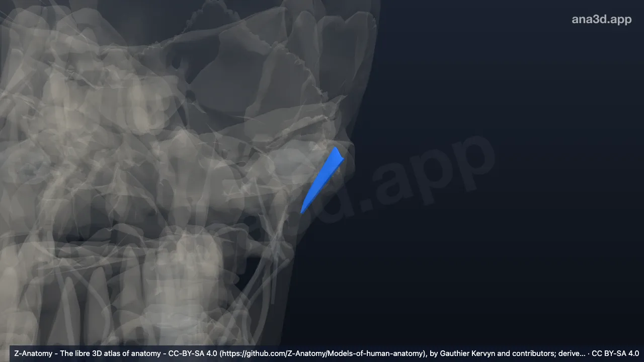 3D model: left lateral temporomandibular ligament