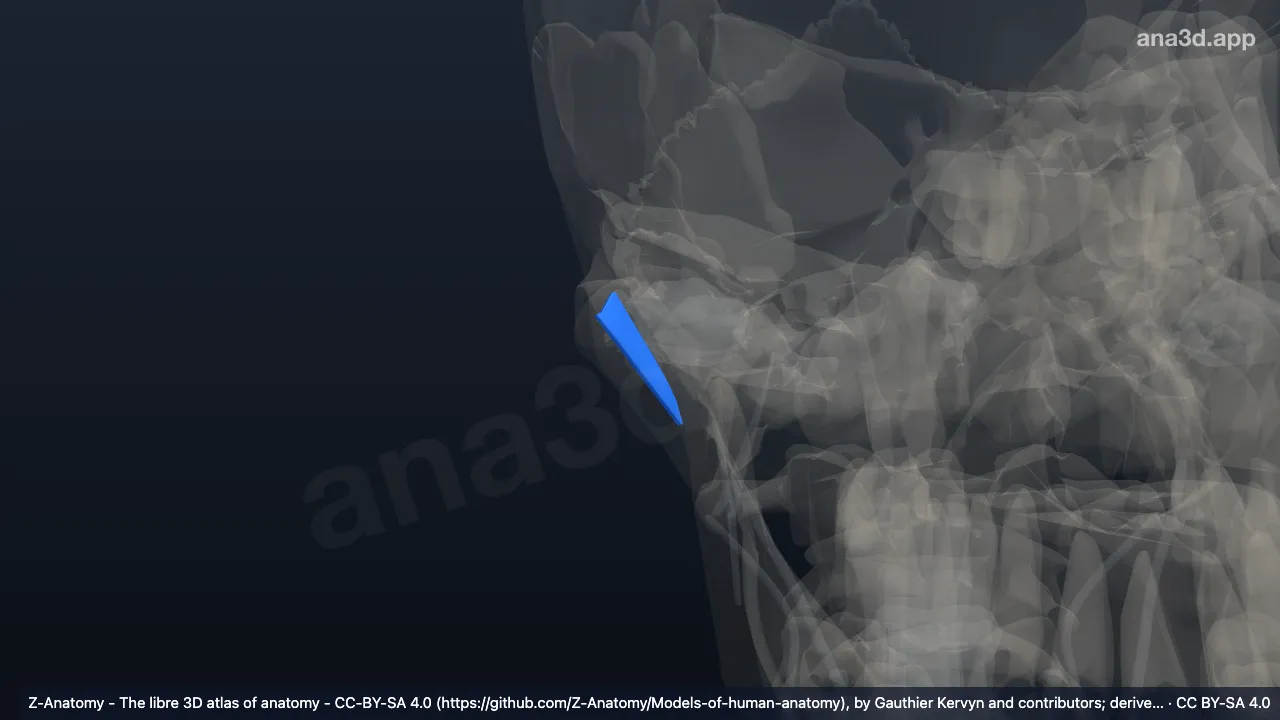 3D model: right lateral temporomandibular ligament