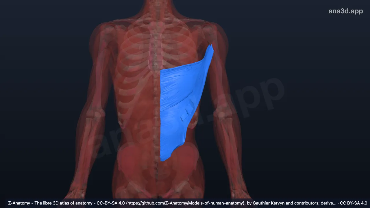 3D model: left latissimus dorsi muscle
