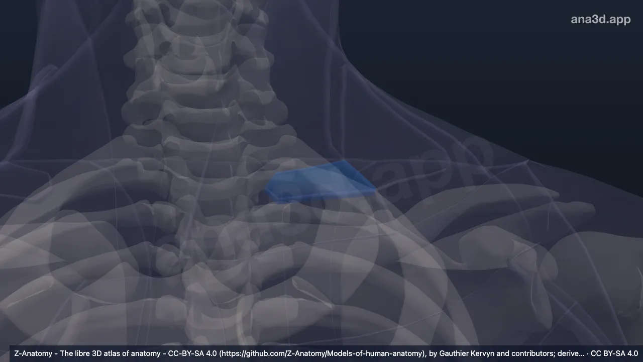 Model 3D: Fosa supraklavikularis minor kiri