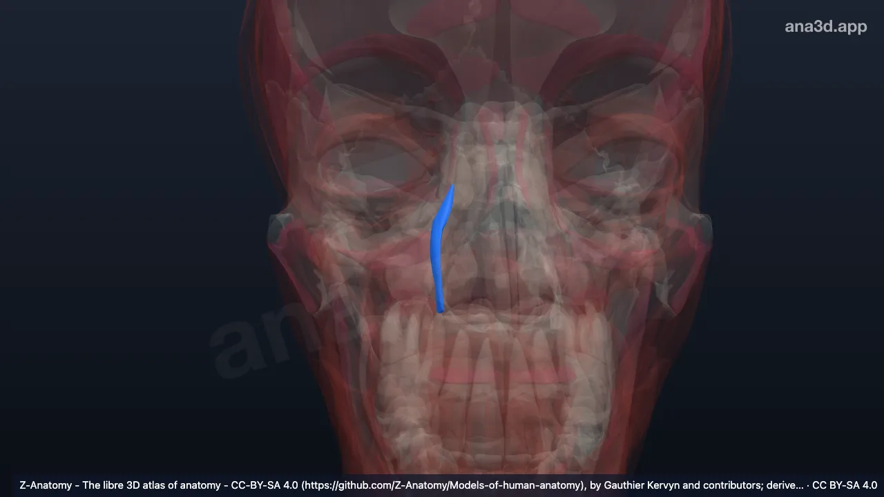 Modelo 3D: Elevador nasolabial derecho