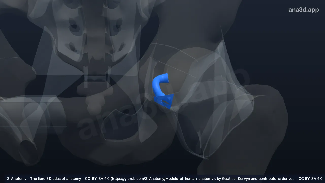 Modelo 3D: Ligamento da cabeça do fêmur esquerdo