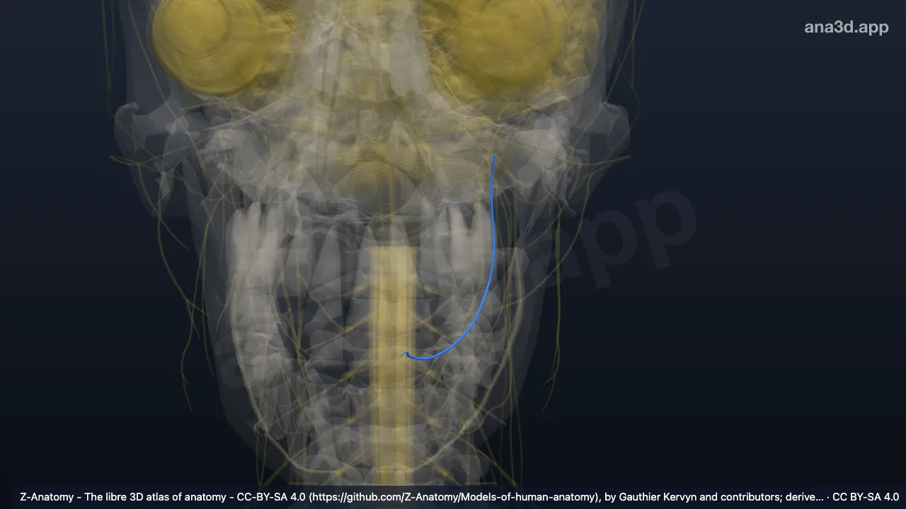 Modelo 3D: Nervo lingual esquerdo